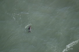 Missing Picture